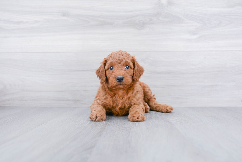 Small Mini Goldendoodle Baby