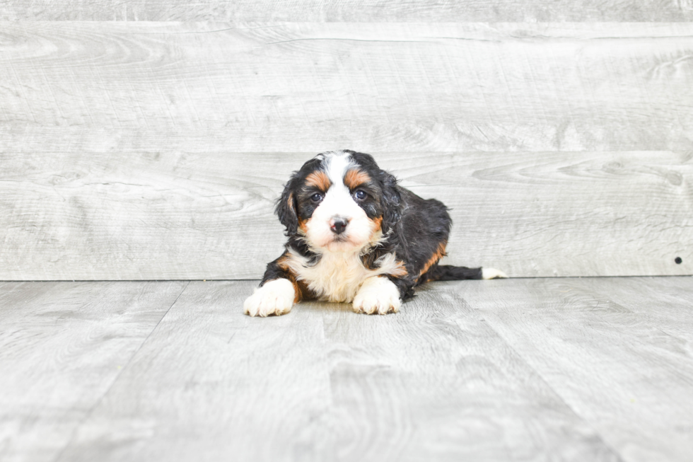 Smart Mini Bernedoodle Poodle Mix Pup