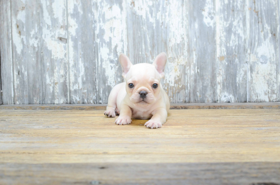 Best French Bulldog Baby