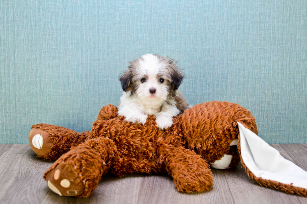 Playful Havanese Baby