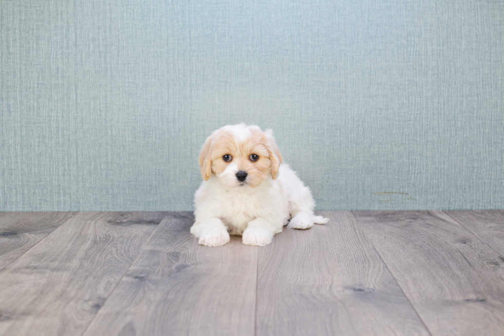 Best Cavachon Baby