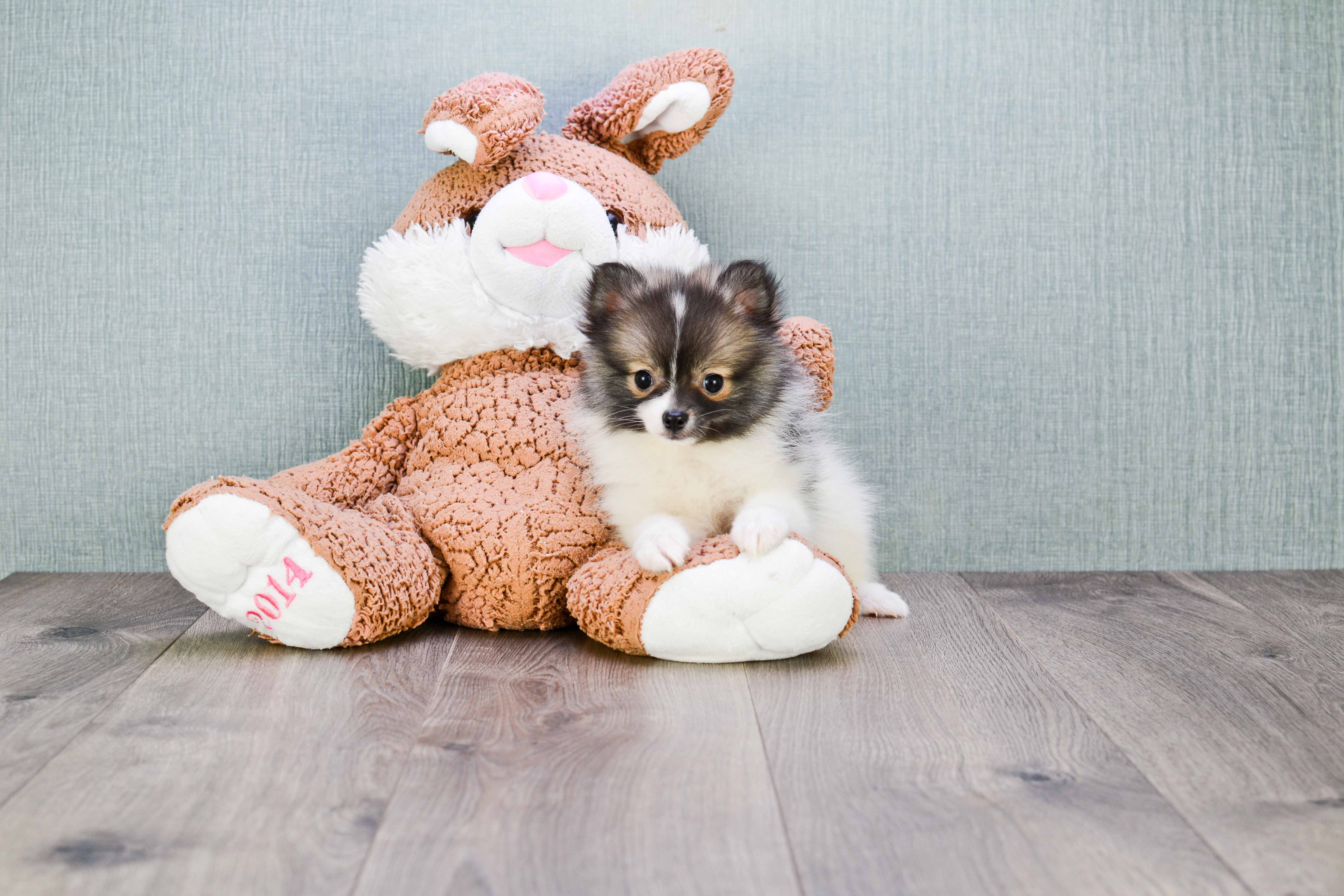 Adorable Pomeranian Purebred Puppy