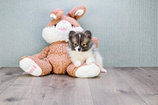 Adorable Pomeranian Purebred Puppy