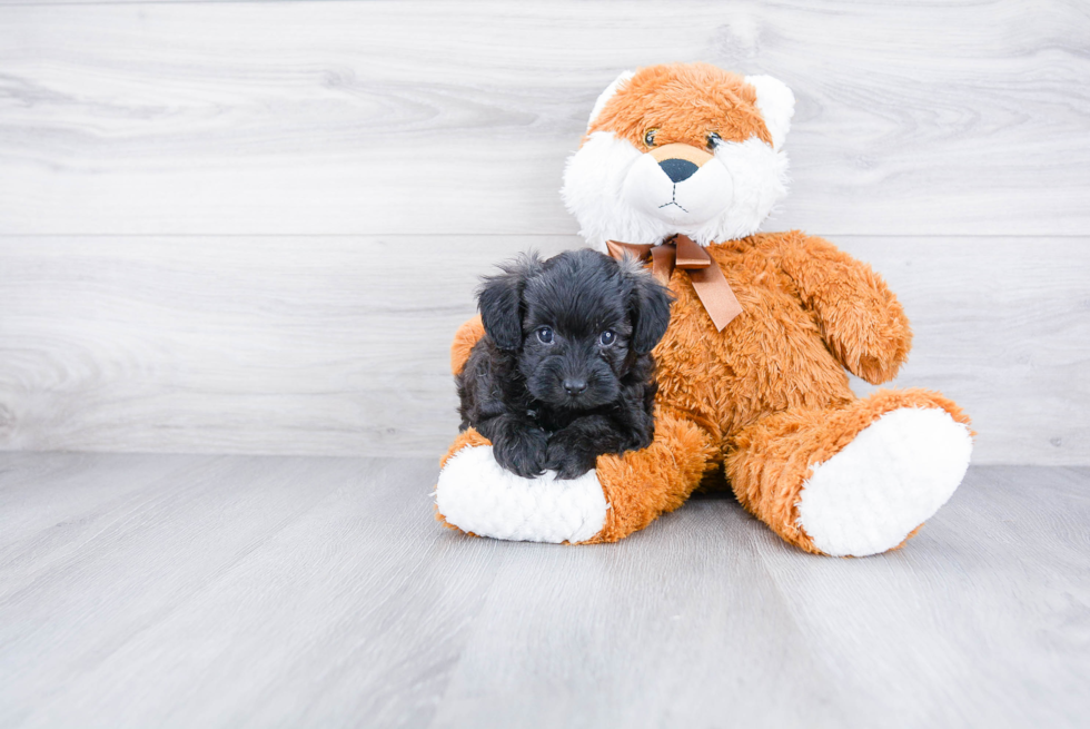 Small Maltipoo Baby