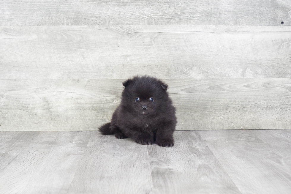 Best Pomeranian Baby