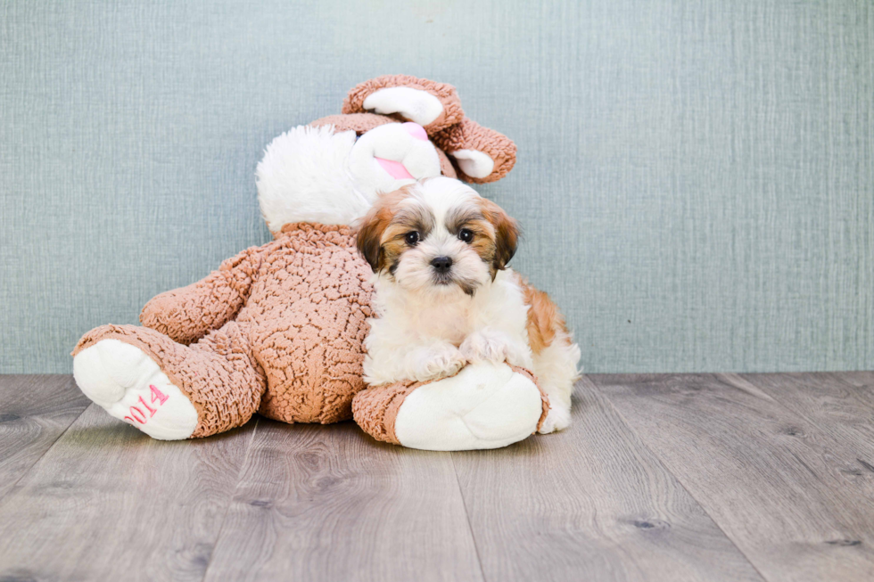 Teddy Bear Pup Being Cute