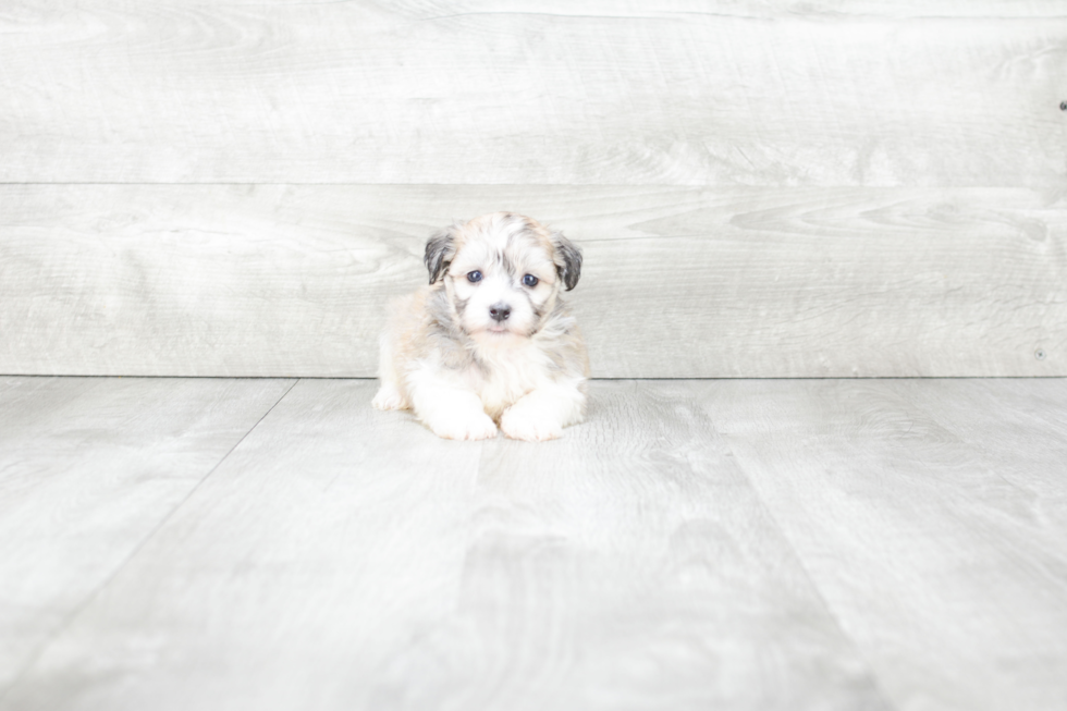 Havanese Pup Being Cute