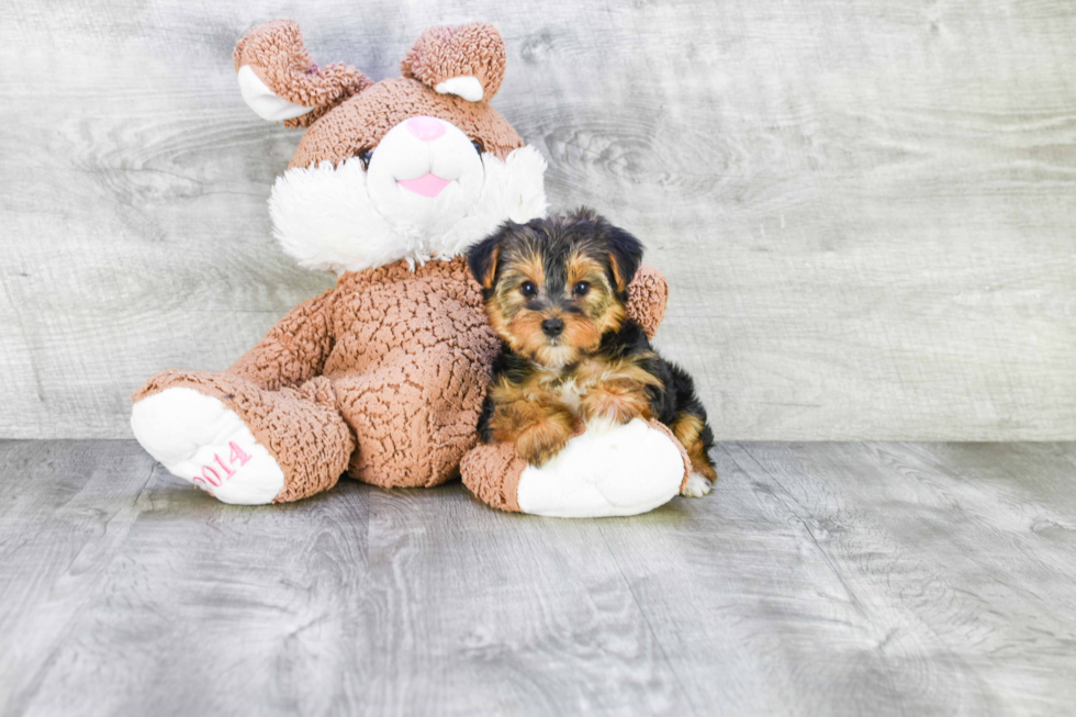 Meet Izzie - our Yorkshire Terrier Puppy Photo 