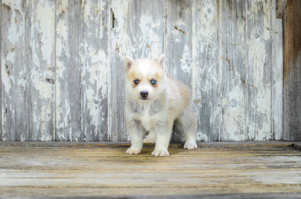 Fluffy Pomsky Designer Pup