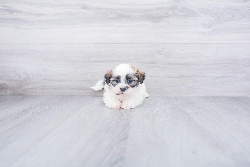 Teddy Bear Pup Being Cute