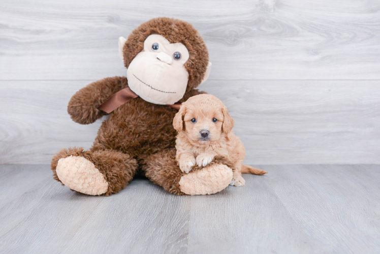 Small Cavapoo Baby