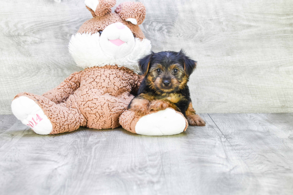 Meet Joey - our Yorkshire Terrier Puppy Photo 