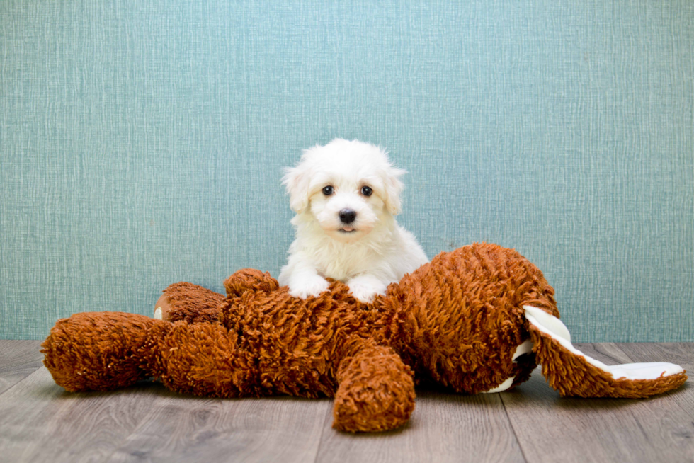 Energetic Maltese Poodle Poodle Mix Puppy