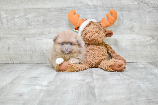 Energetic Pomeranian Purebred Puppy