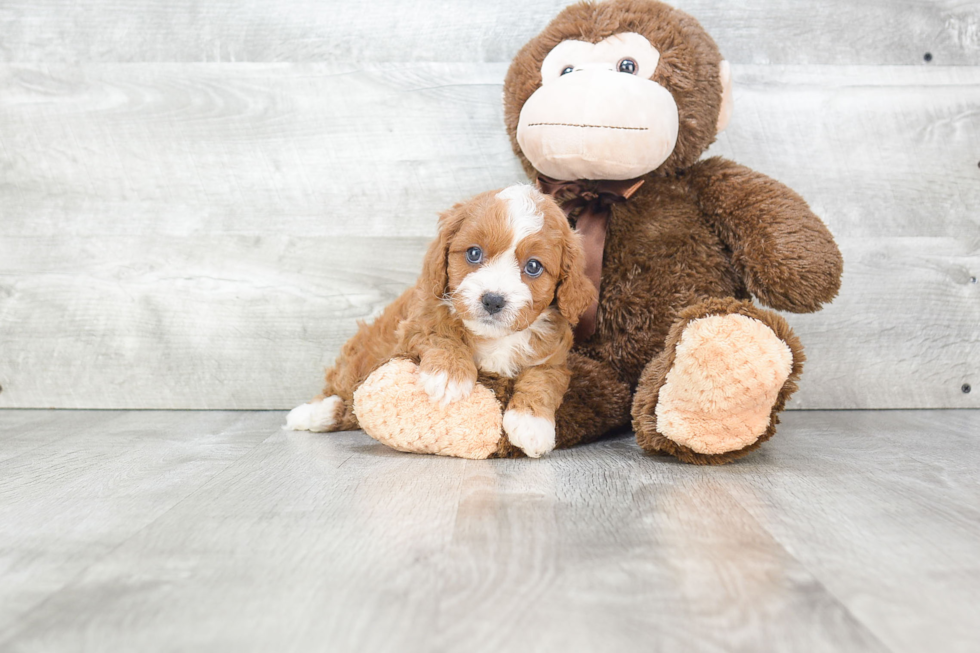 Cavapoo Pup Being Cute