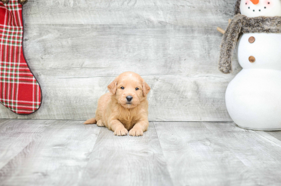 Mini Goldendoodle Puppy for Adoption