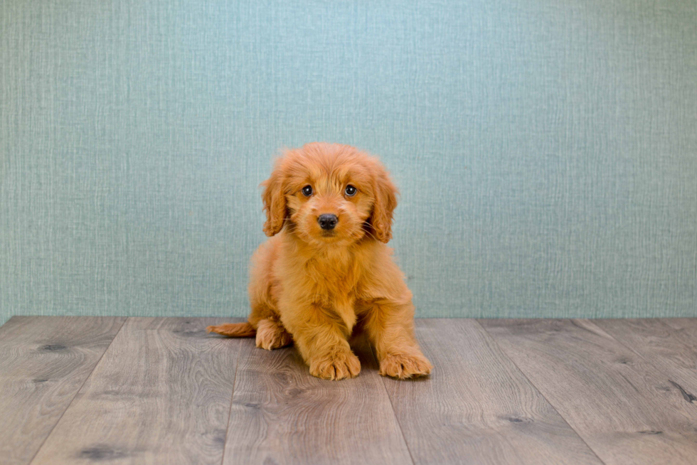 Mini Goldendoodle Pup Being Cute