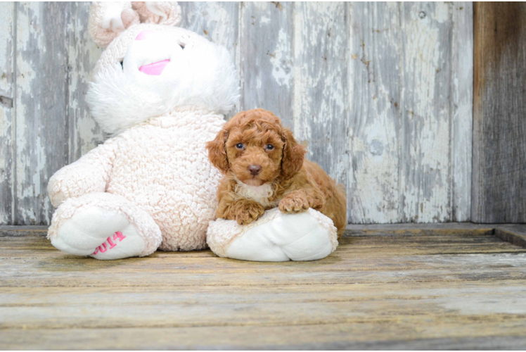 Sweet Cavapoo Baby