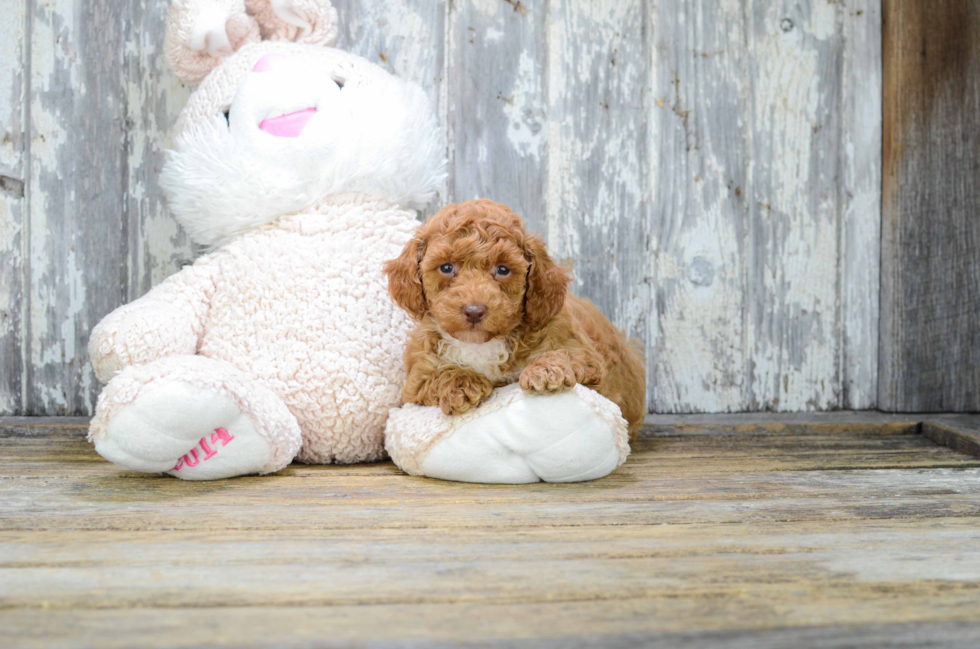 Sweet Cavapoo Baby