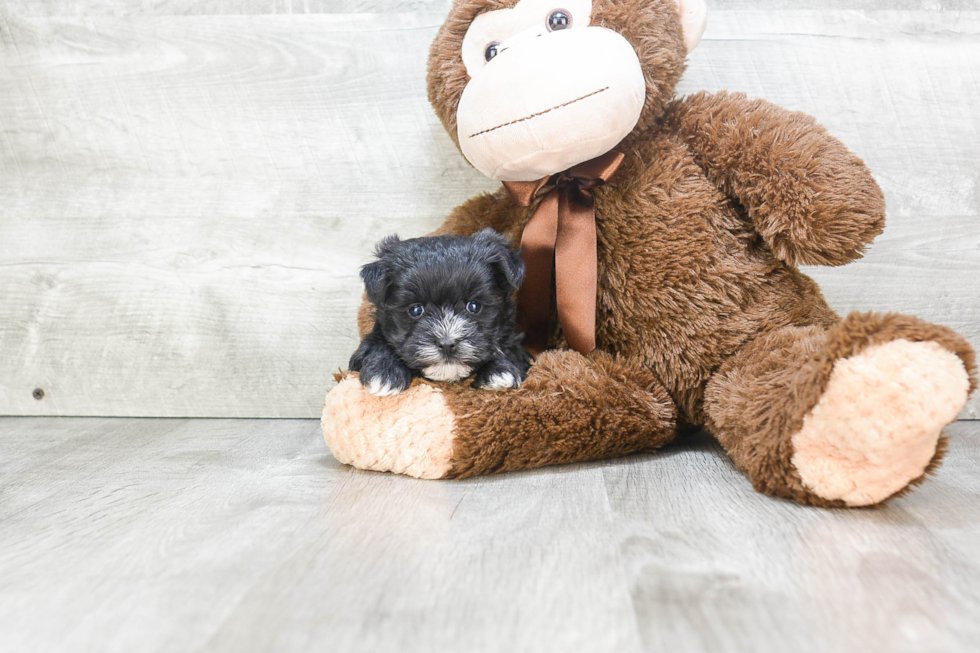 Small Morkie Baby