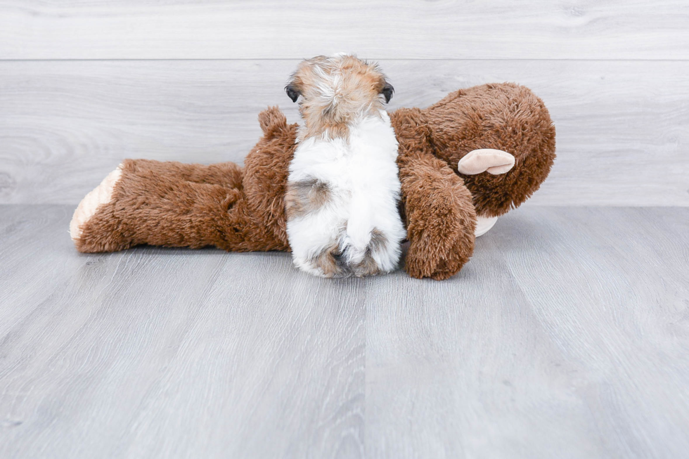 Funny Teddy Bear Designer Pup