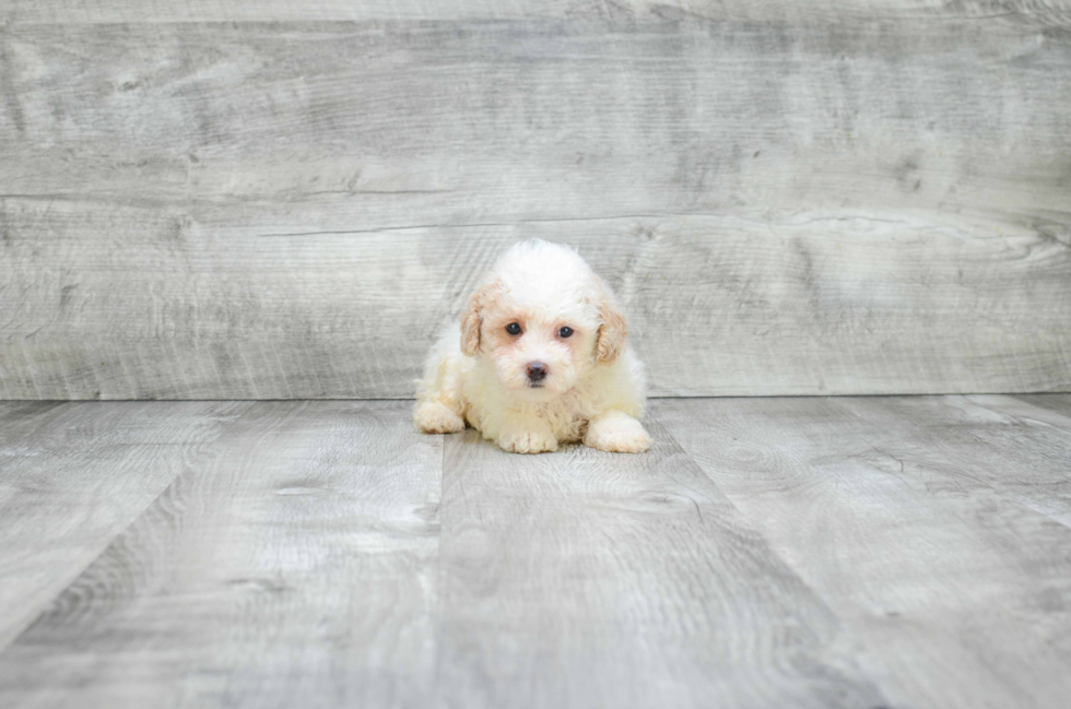 Petite Pudle Purebred Puppy