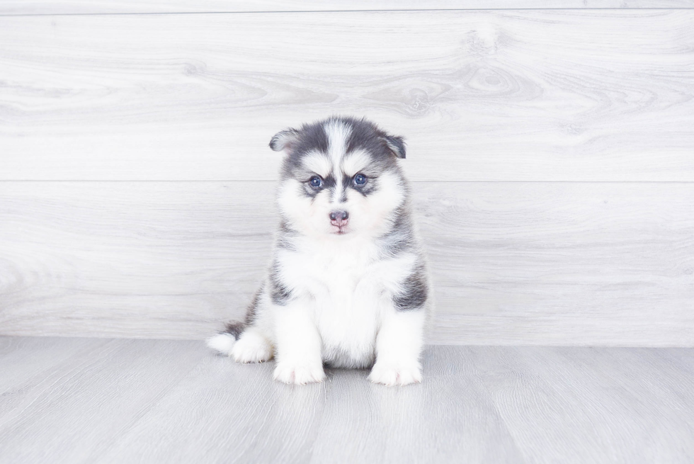 Energetic Mini Husky Designer Puppy