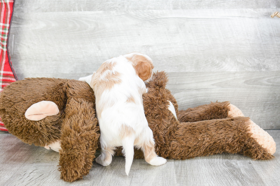 Friendly Cavalier King Charles Spaniel Purebred Pup