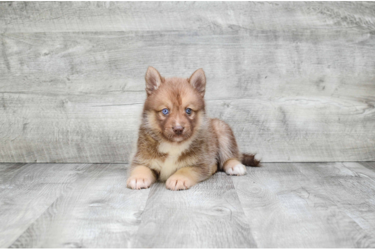 Petite Pomsky Designer Pup