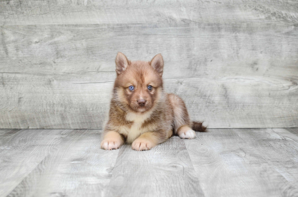 Petite Pomsky Designer Pup