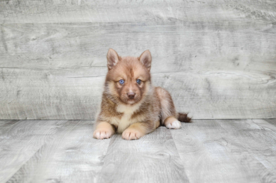 Petite Pomsky Designer Pup