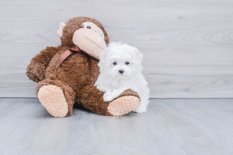 Maltese Pup Being Cute