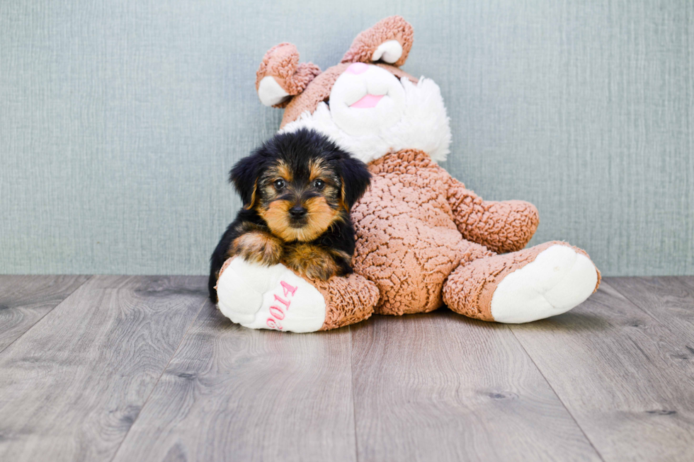 Meet Snickers - our Yorkshire Terrier Puppy Photo 