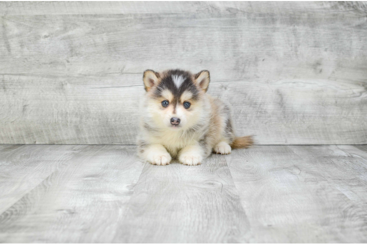 Playful Mini Husky Designer Puppy