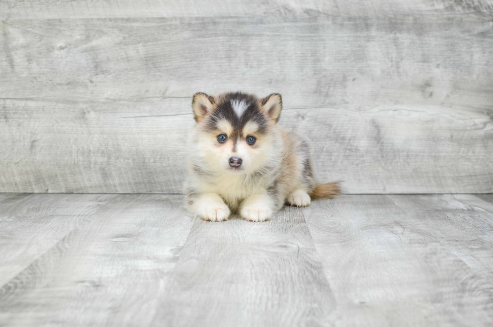 Playful Mini Husky Designer Puppy