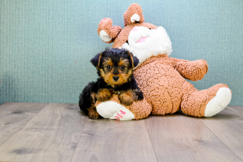 Meet Jeremy - our Yorkshire Terrier Puppy Photo 