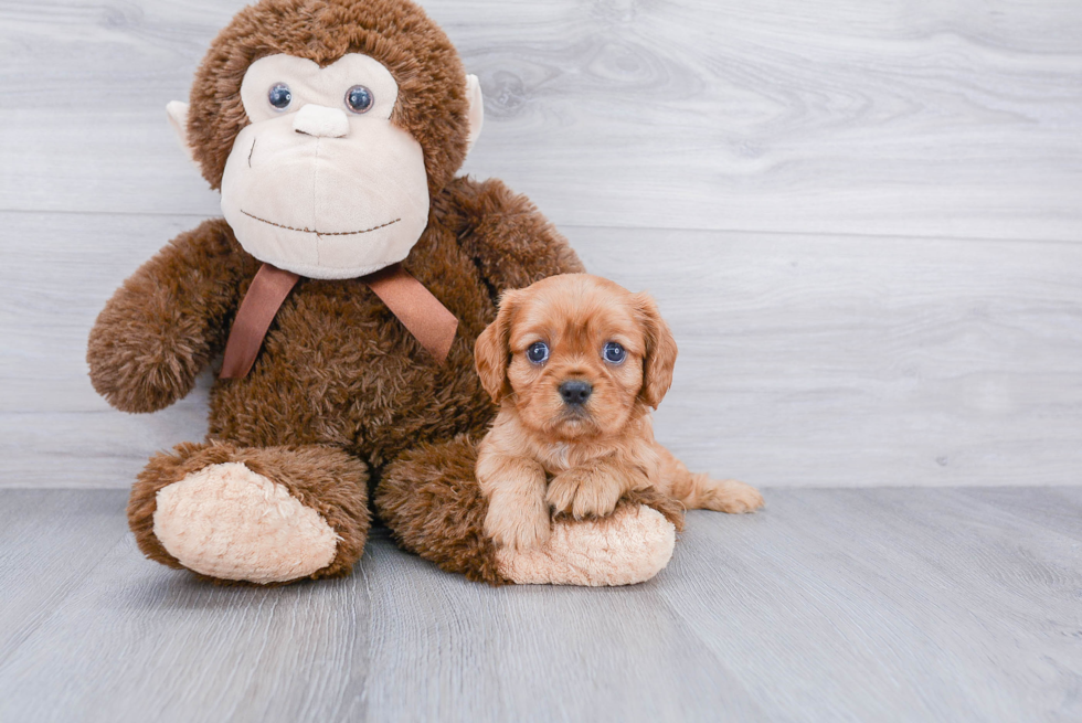 Best Cavalier King Charles Spaniel Baby