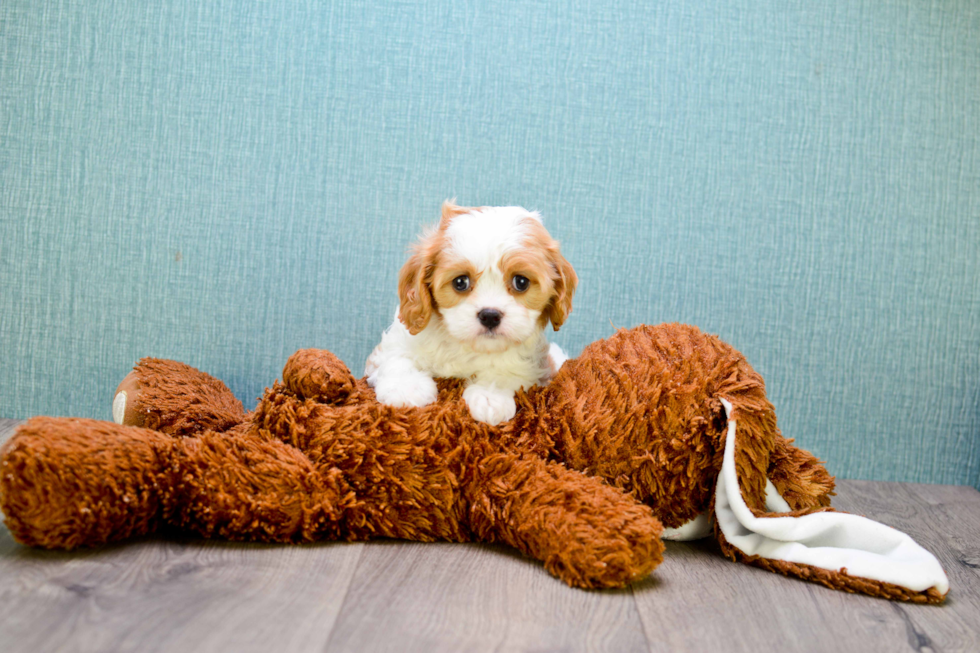 Small Cavalier King Charles Spaniel Baby