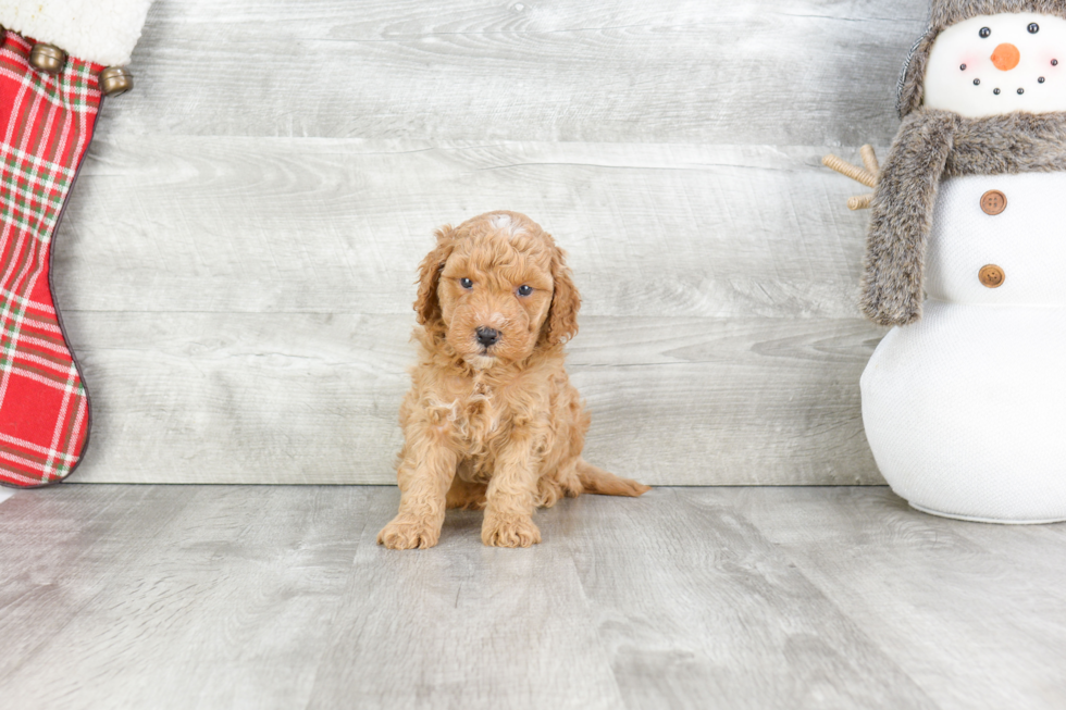 Best Mini Goldendoodle Baby