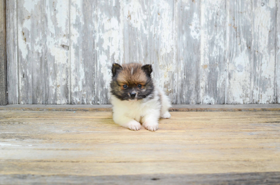 Pomeranian Pup Being Cute