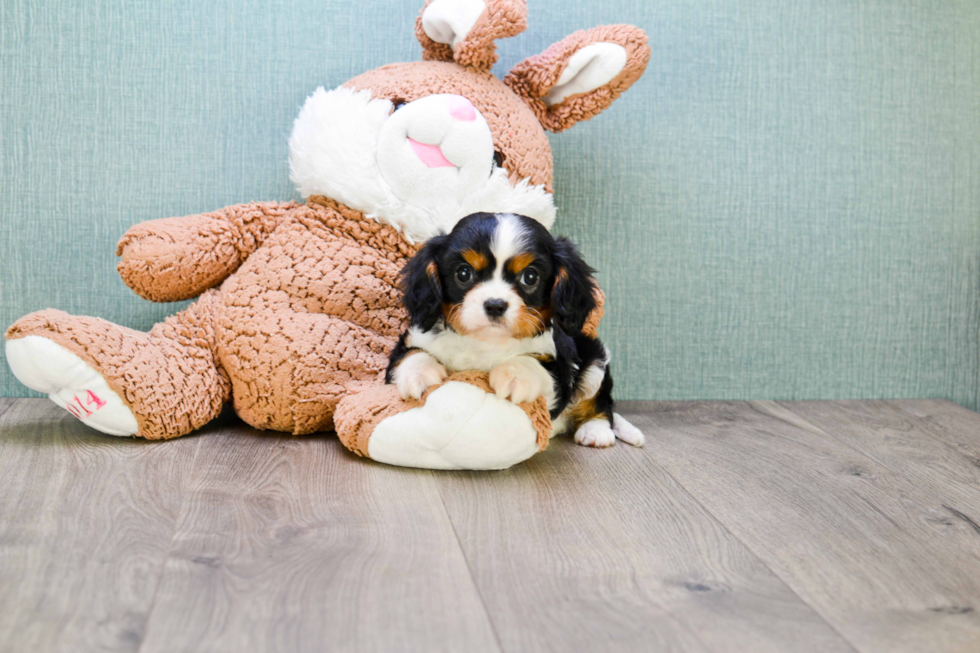 Little Cavalier King Charles Spaniel Purebred Pup