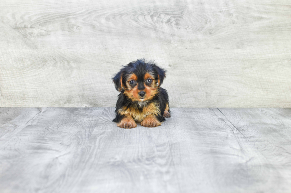 Meet Steph - our Yorkshire Terrier Puppy Photo 