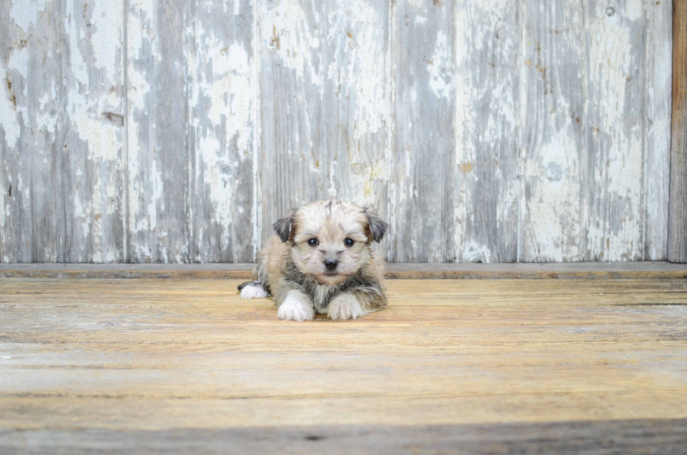 Small Morkie Baby