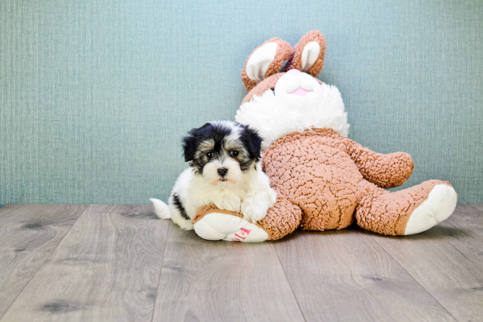 Friendly Morkie Baby