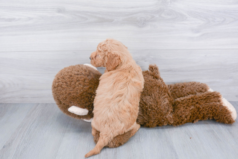 Mini Goldendoodle Pup Being Cute