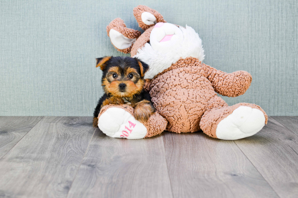 Meet Goldie - our Yorkshire Terrier Puppy Photo 