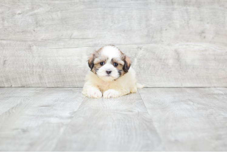 Little Shichon Designer Puppy