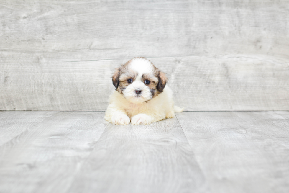 Little Shichon Designer Puppy