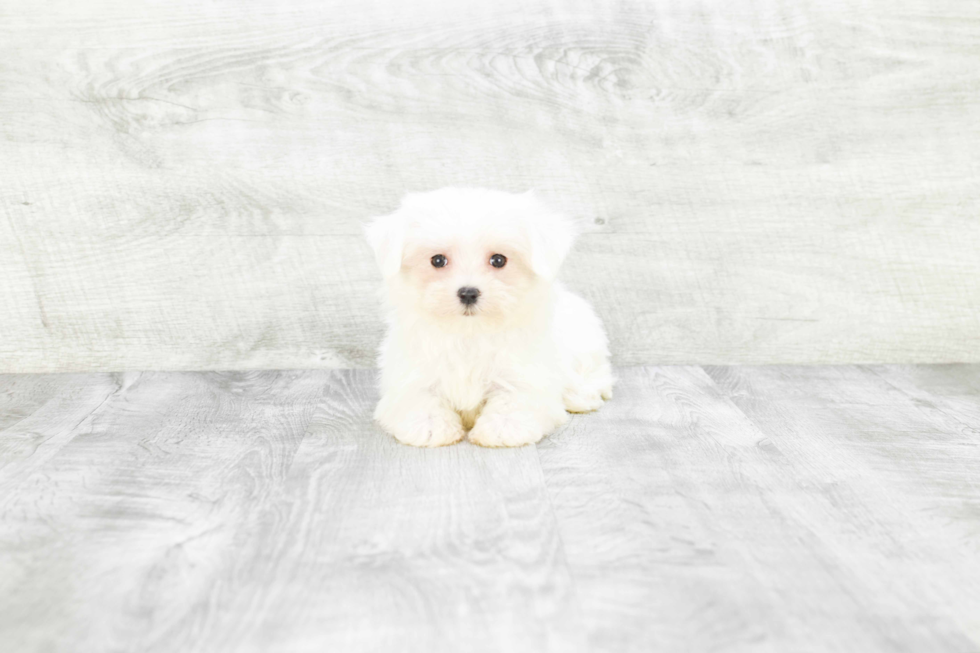 Maltese Puppy for Adoption