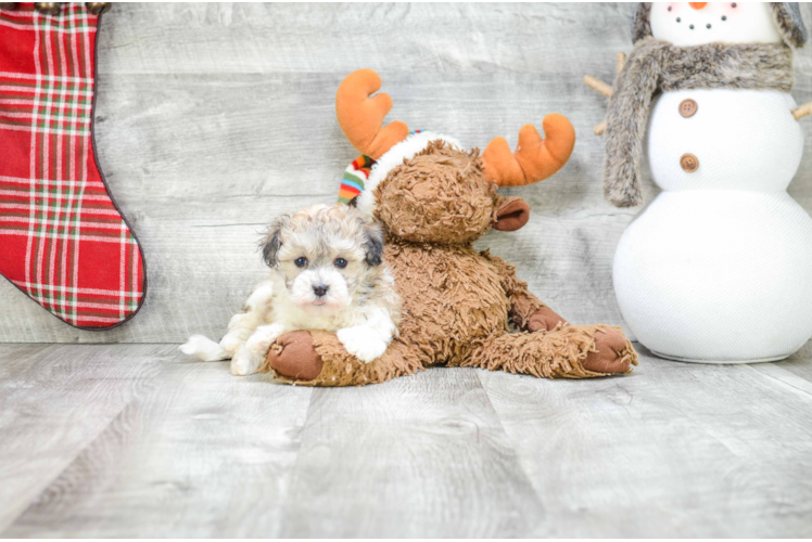 Havanese Pup Being Cute